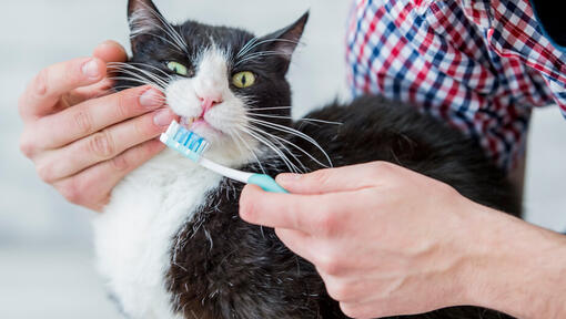 Cat getting cheap teeth brushed